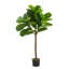 Arbre à feuilles de figuier Fiddle - 25 po x 25 po x H 52 po - vert