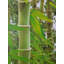 10.05m x 53cm Matte Wallpaper Roll