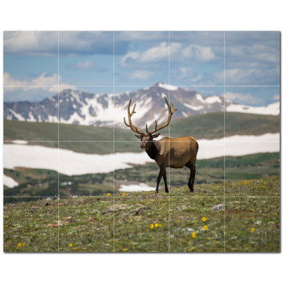 Cerf photo 8 x 8