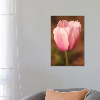 Pink Tulip by Brian Wolf - Wrapped Canvas Print