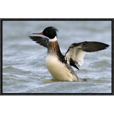 " Red-Breasted Merganser Drake Stretching Wings, Den Oever, Noord-Holland, Netherlands "