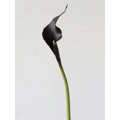 Moody Calla Lily Stem â€“ 21.7"