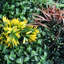 Greenwall 100 cm H Faux Plant