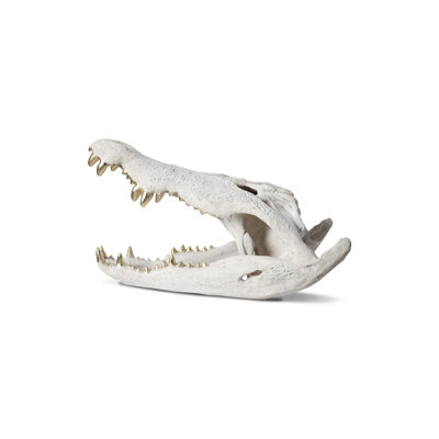 Dimensional Crocodile Skull
