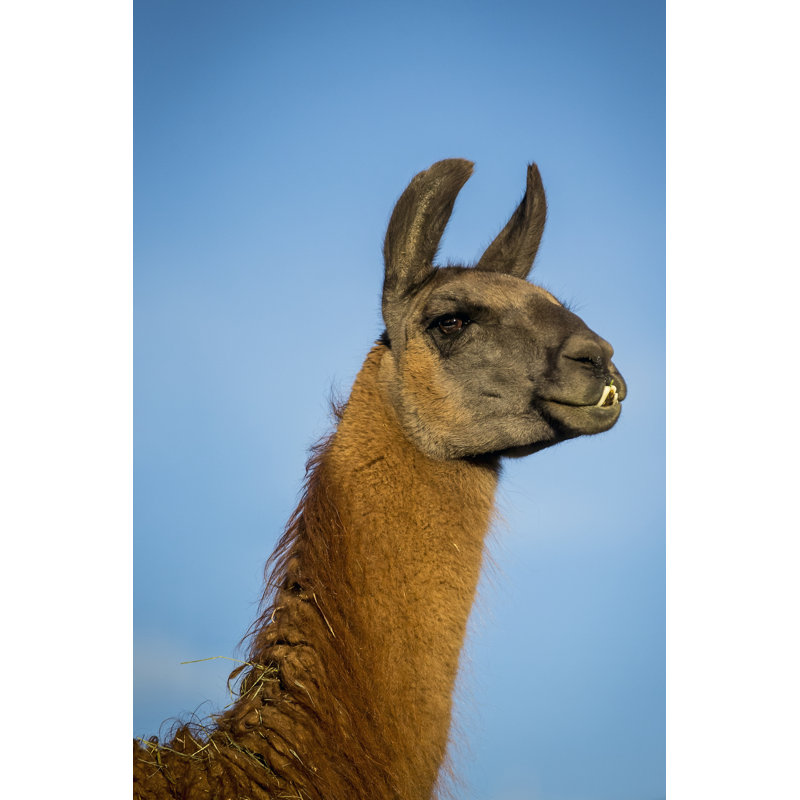 Llama Portrait IV by Tyler Stockton - Photograph, 30 cm H x 20 cm W, Wrapped Canvas