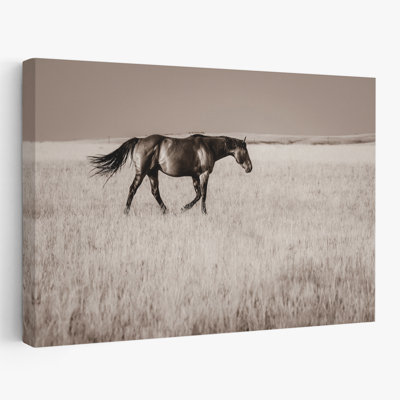 Montana Stallion No. 2 - Photographie, animaux, faune, chevaux, art