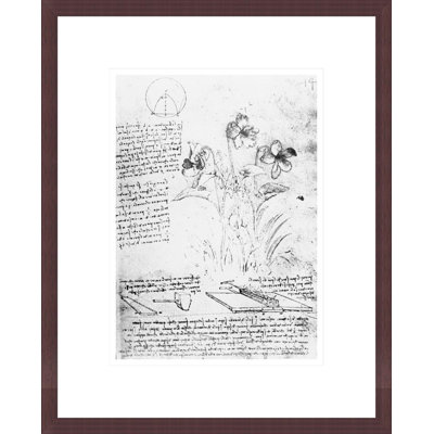 Botanical Study fol. 14r from the Codex Atlanticus by Leonardo da Vinci -Framed Giclee Print