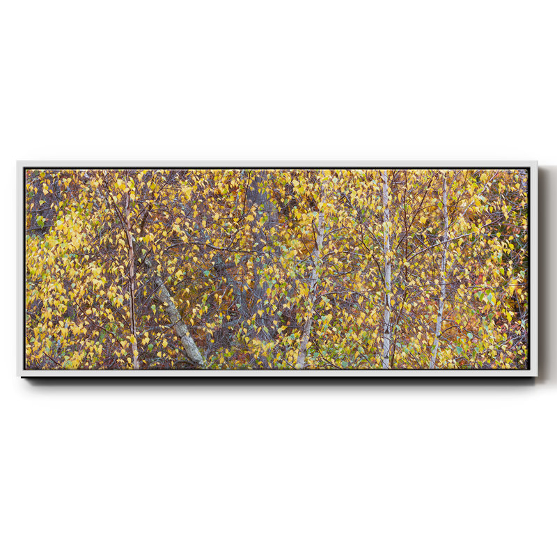 Tree Panorama III- Framed Canvas, 24" H x 60" W