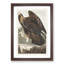 Golden Eagle by John James Audubon - Picture Frame Painting Print-55608808-55608809