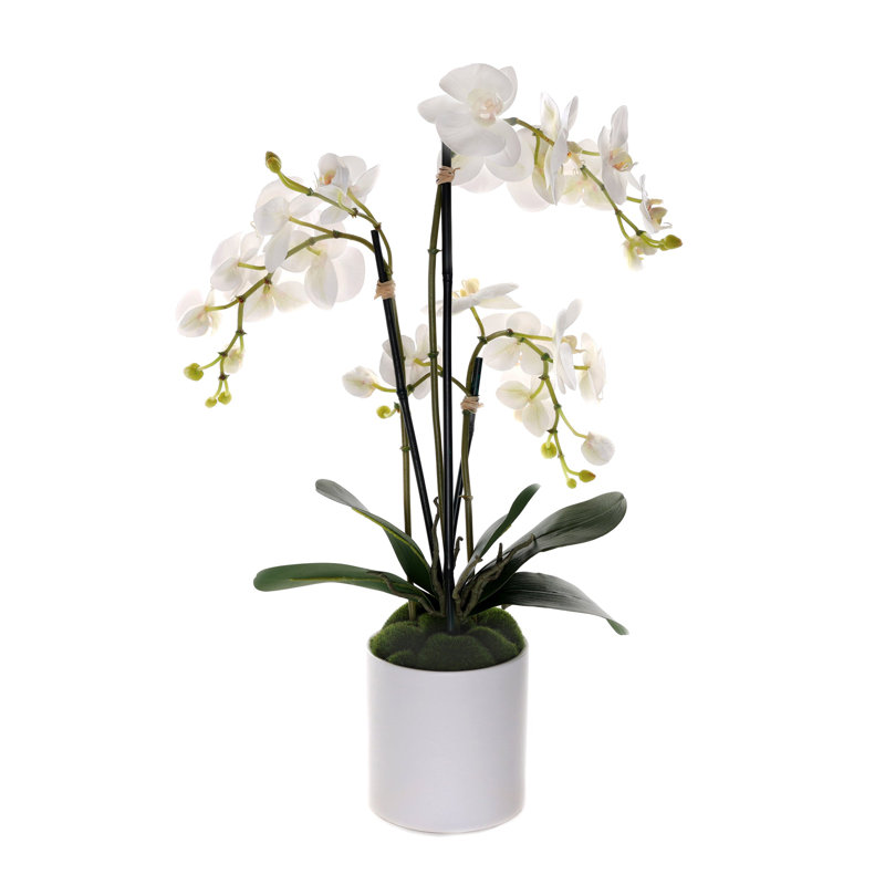 Real Touch Phalaenopsis Orchids in White Cylinder Pot