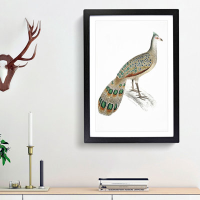 Peacock-Pheasant by John Edward Gray - Picture Frame Painting Print