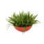 Grass In Red - Orange Bowl