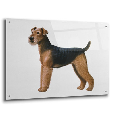 " Airdale Terrier " by Harro Maass