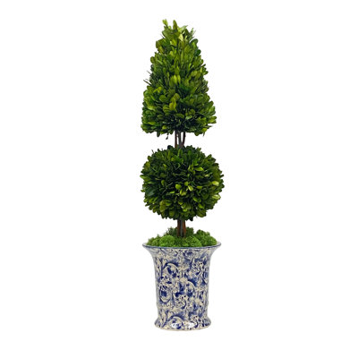 Boxwood Topiary in Porcelain Vase