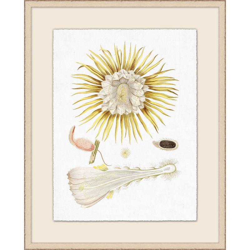 Flowering Pods Illustration Print by Lillian August