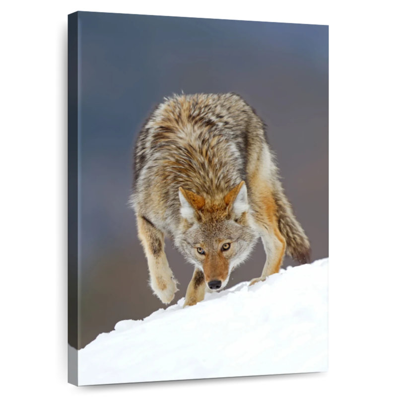 Coyote des neiges, H 24 po x l 16 po