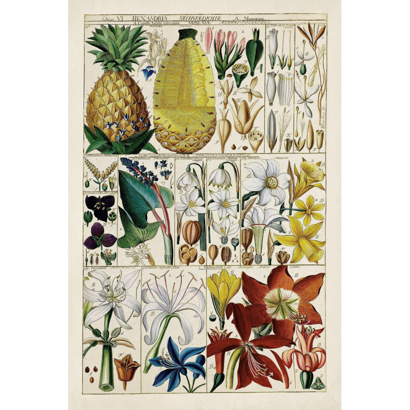 " Pineapple Chart " Painting Print, 30" H x 20" W
