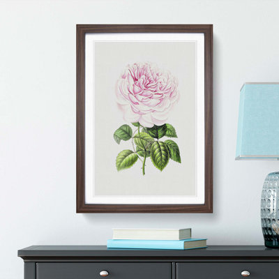 Illustration of a Pink Rose - Framed Print