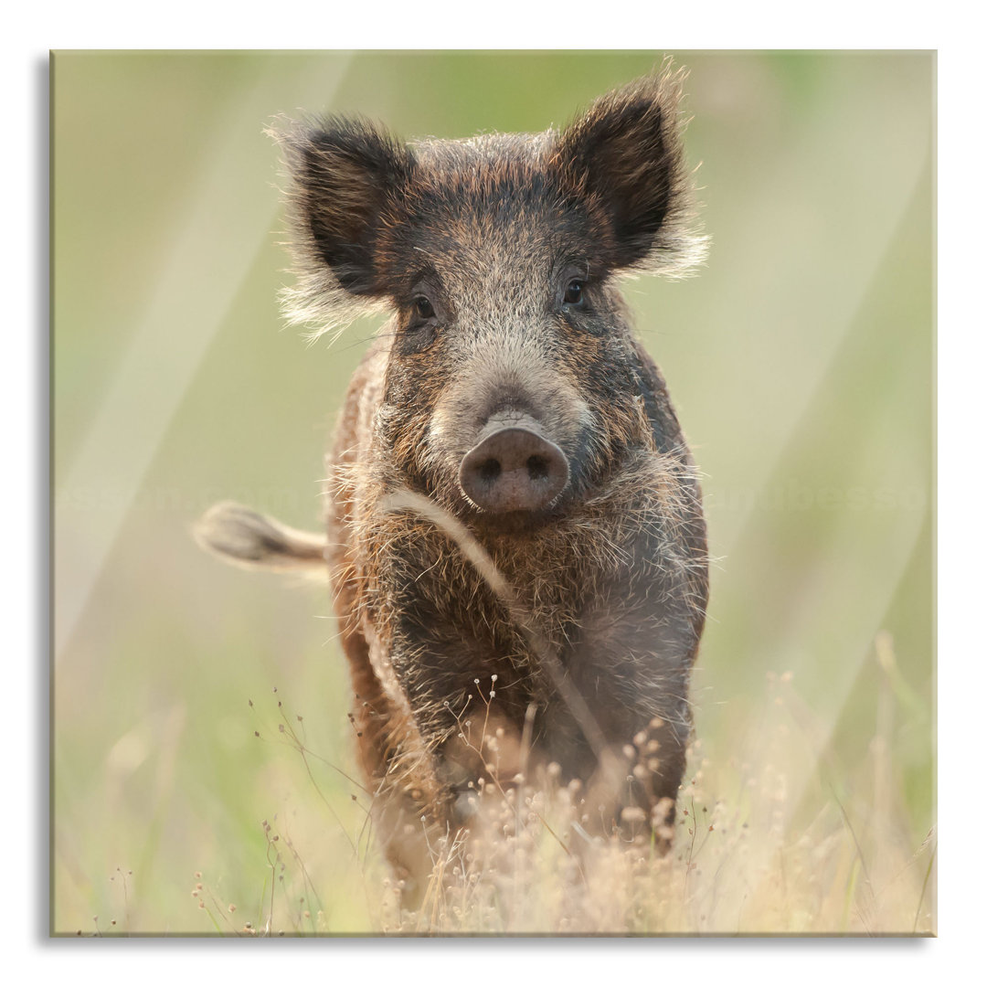 Glasbild Neugieriges Wildschwein auf einem Feld