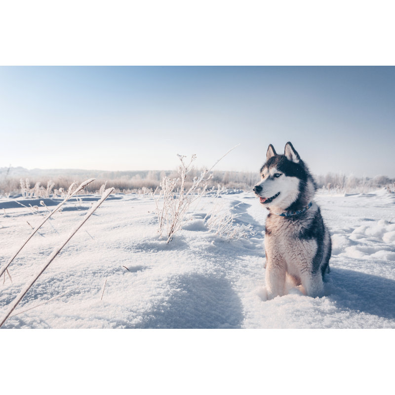 Husky sibérien - Photographie sur toile tendue, H 8 po x l 12 po