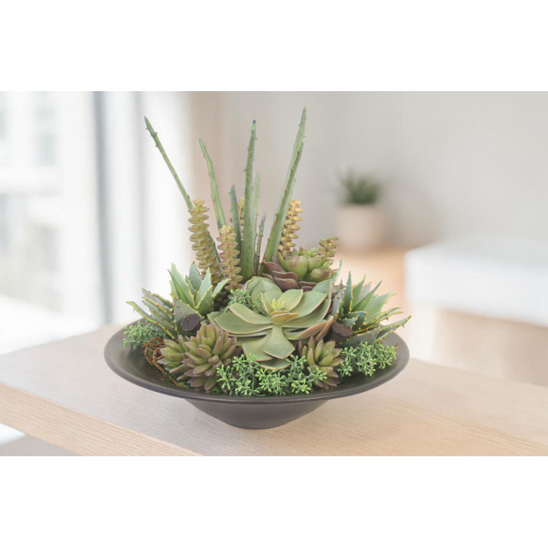 Jardin succulent dans une soucoupe noire