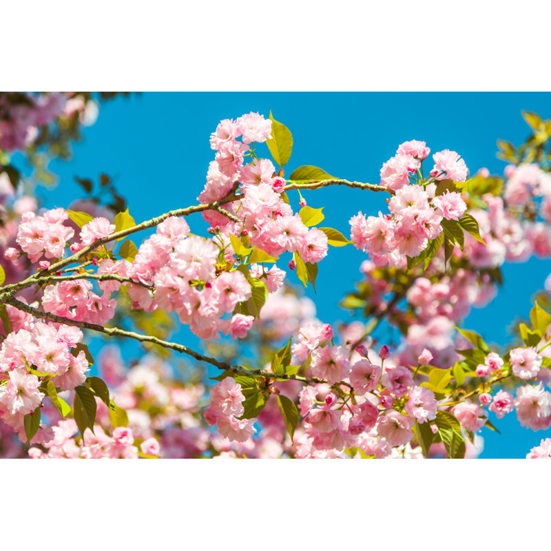 Apple Tree In Bloom - Wrapped Canvas Print, 30cm H x 46cm W x 3.8cm D