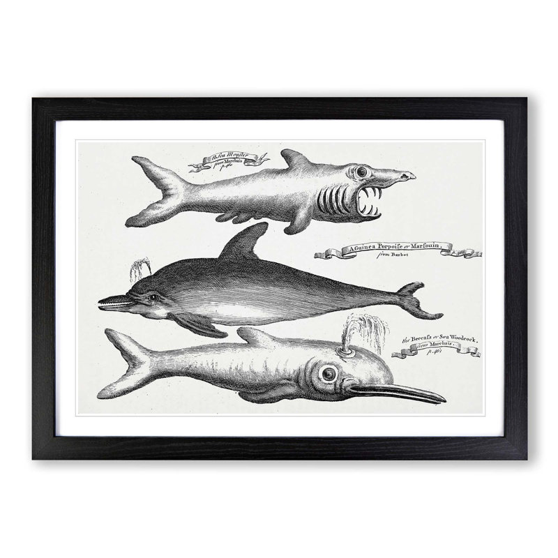 Shark and Dolphins by Thomas Astley - Picture Frame Drawing Print, Black Framed, 36cm H x 48cm W x 2cm D