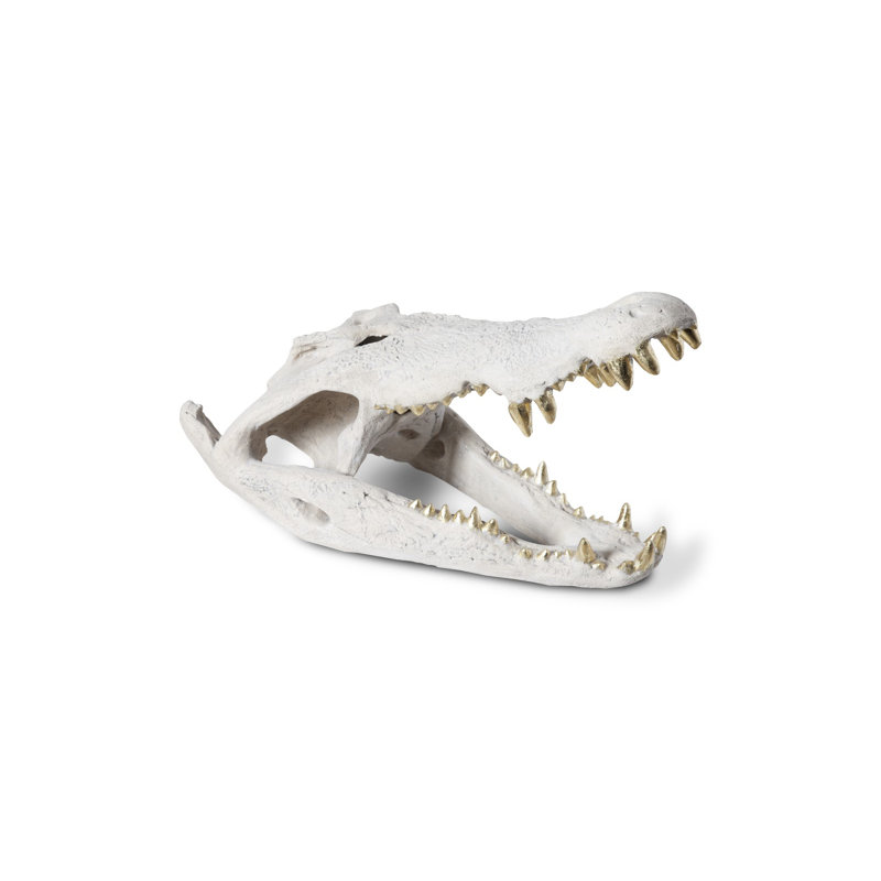 Crocodile Skull