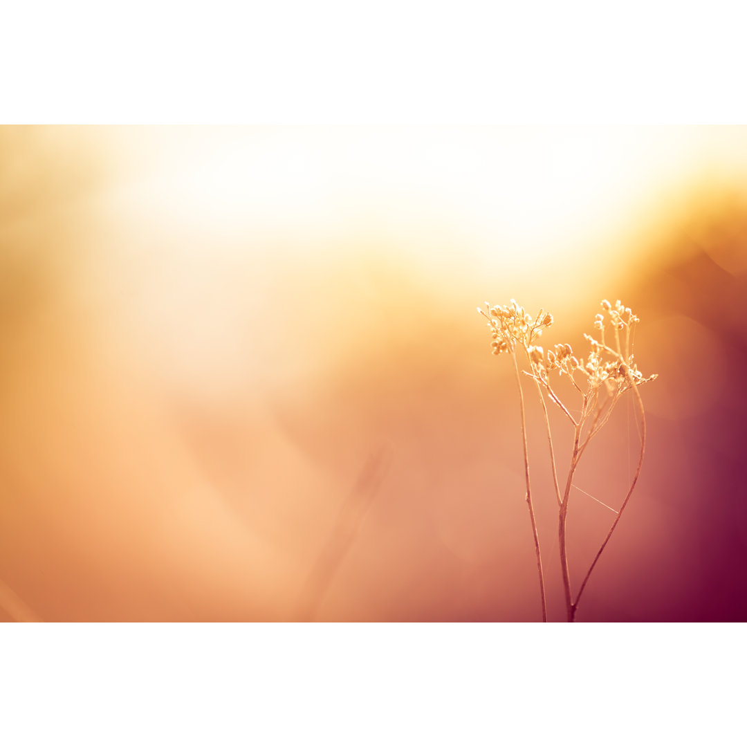 Silhouette Of Dry Wildflower von Jasmina007 - Kunstdrucke ohne Rahmen auf Leinwand