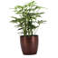 Live Arboricola Plant in Classic Pot-49662225