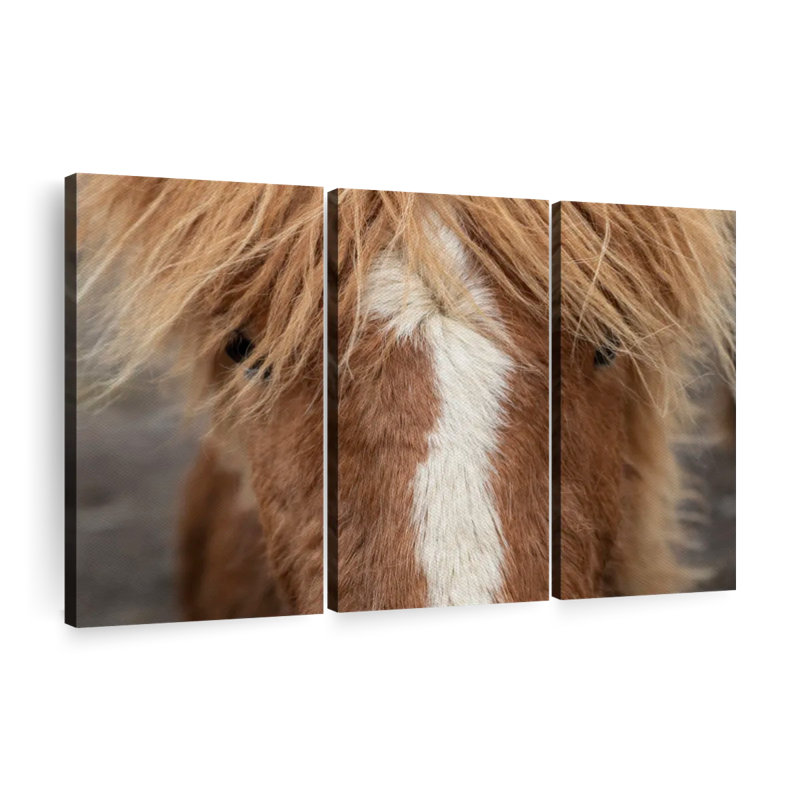 Animal, reproduction sur toile «Gros plan d'un cheval Islandais», H 48 po x l 74 po x P 1,25 po