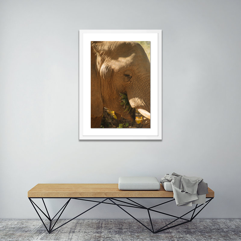 Elephant 1 by Jade Hammer, 24" H x 18" W x 1.5" D, White