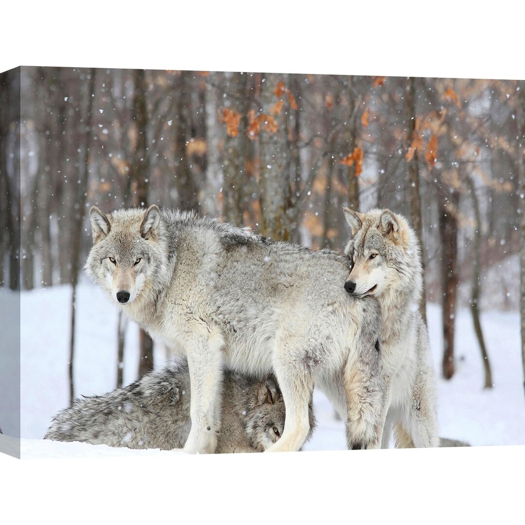 Fotodruck Graue Wölfe kuscheln sich während eines Schneesturms zusammen, Quebec