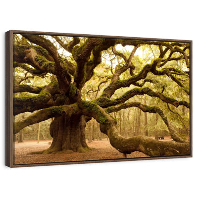 Mossy Ancient Oak Tree