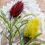 Tige de integrifolia pins-667237697-667237696