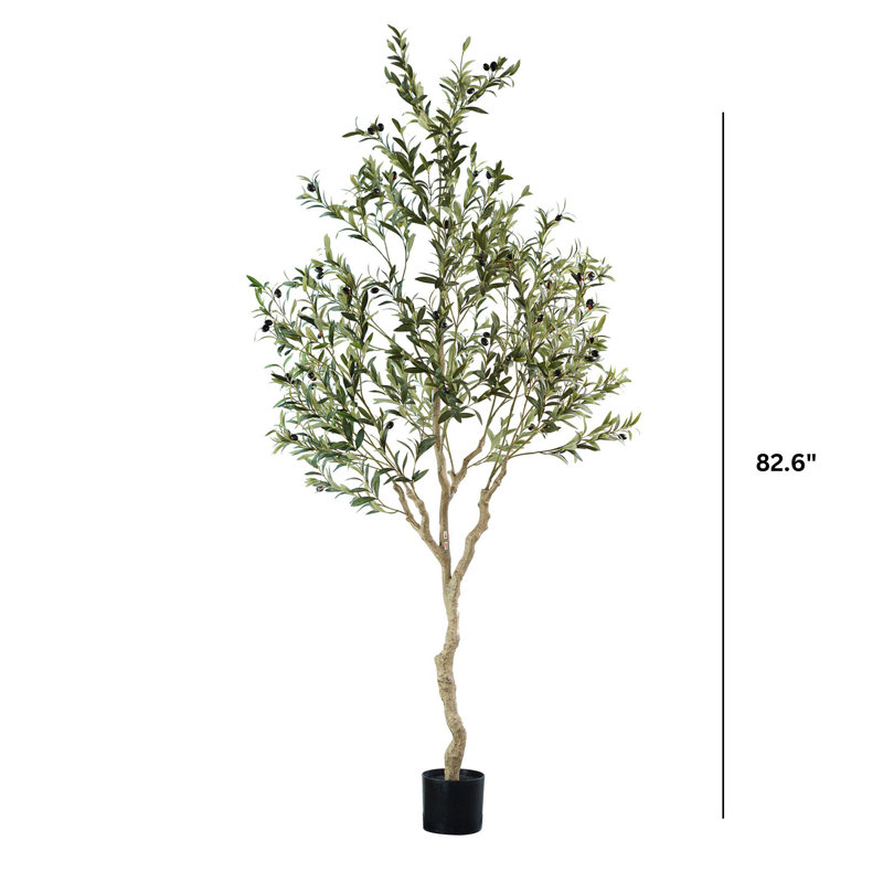 Olive andalou, 83 po