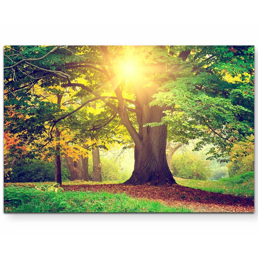 Leinwandbild Herbstlich gefärbter Baum im Park