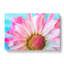 Pink Daisy Flower - Wrapped Canvas-56639137