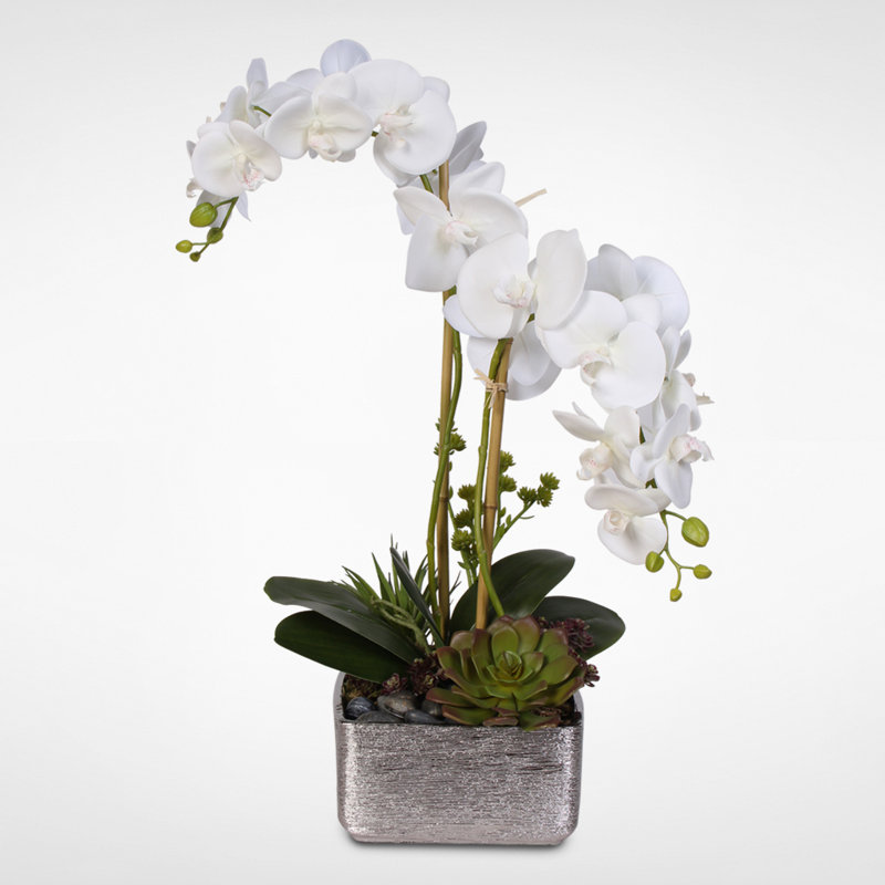 Real Touch Phalaenopsis Orchid with Succulents Floral Arrangement in Pot