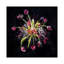 « bouquet xviii », impression sur toile-34983100-72449544-72449549