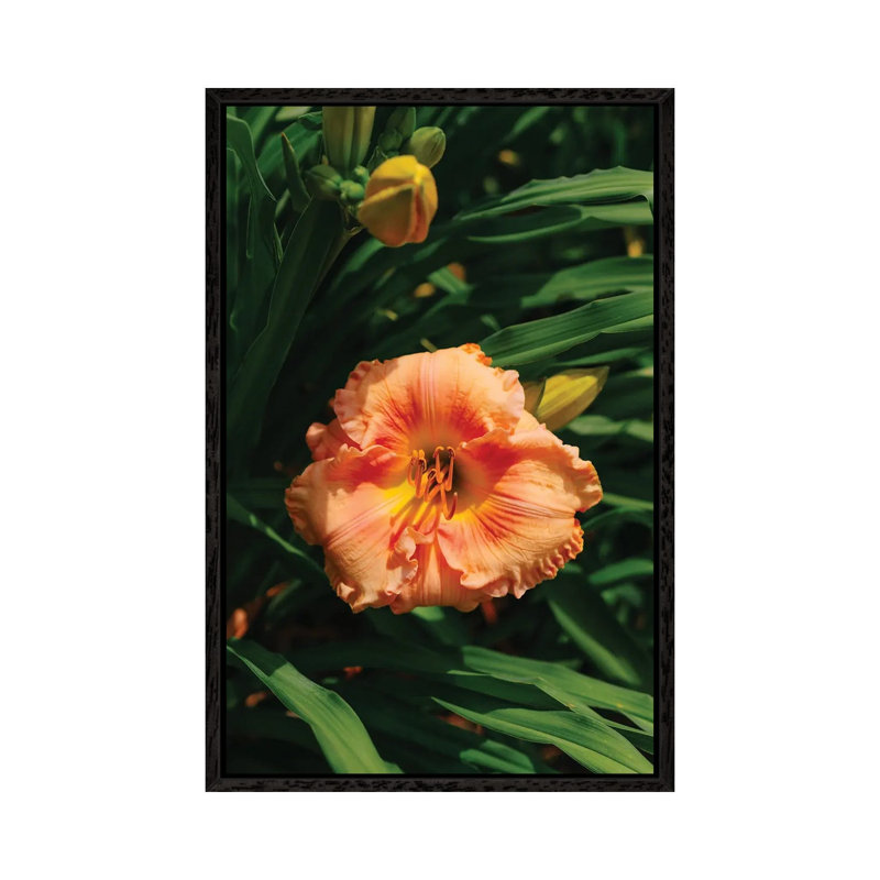 Daylily Garden II by Bethany Young - Print on Canvas, 66.04cm H x 45.72cm W x 3.81cm D, Black Framed