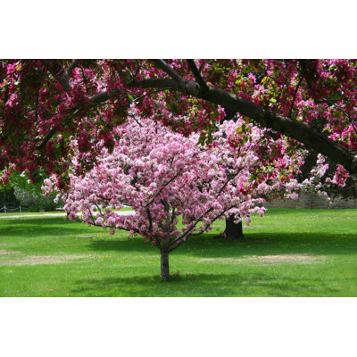 «Blossoming Crab Apple Tree», photographie sur toile tendue