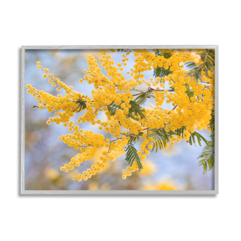 Mimosa jaune, fleurs, art giclée par Lil 'Rue, H 11 po x l 14 po x P 1,5 po, Estampe numérique Farmhouse