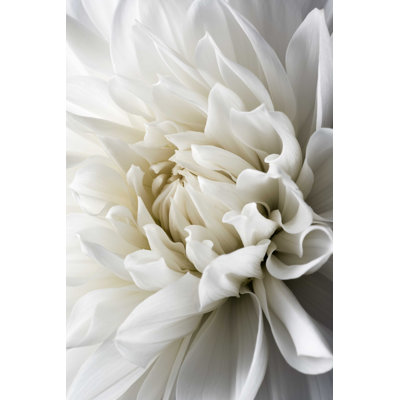 White Dahlia - Photographie sur toile tendue