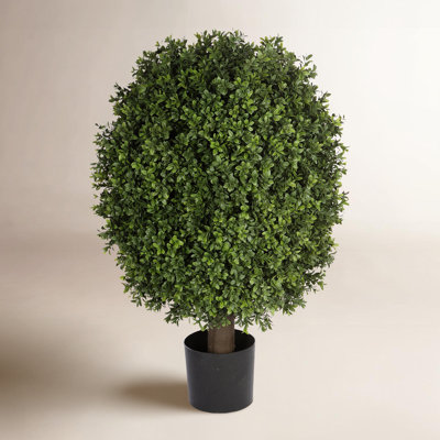 34'' Plant
