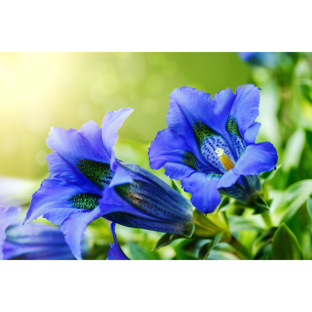 Leinwandbild Trumpet Gentiana Blue Spring Flower in Garden