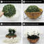 27cm Plant-908388970