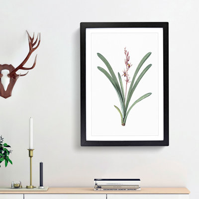 Boat Orchid Flowers by Pierre-Joseph Redoute - Picture Frame Painting Print