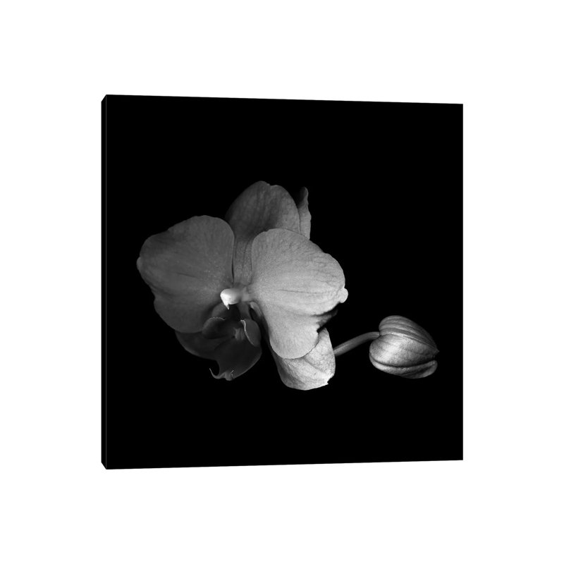 Orchid by Magda Indigo - Wrapped Canvas Gallery-Wrapped Canvas Giclée, 30.48cm H x 30.48cm W
