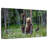 Brampt Grizzly Bear Group-108815744